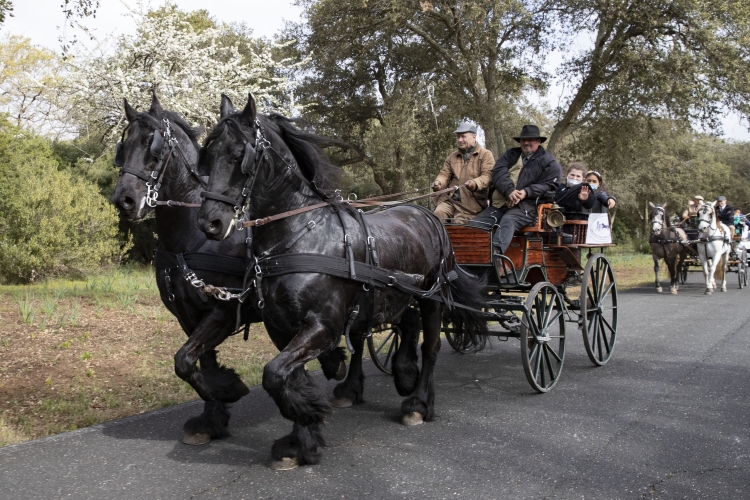 Giornata evento a Castelporziano "Tutti in Carrozza"   
