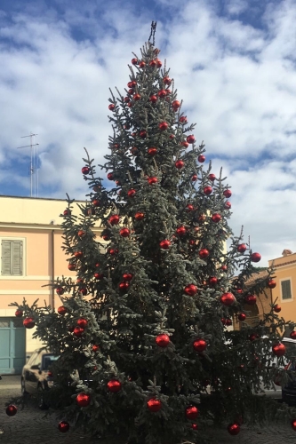 L'Albero di Natale a Castelporziano: una Picea pungens, donata dal Comune di Norcia