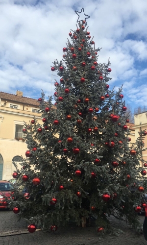 L'Albero di Natale a Castelporziano: una Picea pungens, ricevuta dal Comune di Norcia