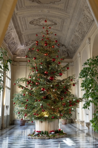 L'albero di Natale donato dalla Provincia di Belluno in occasione del Natale 2025