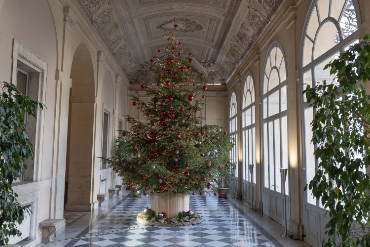 L'albero di Natale donato dalla Provincia di Belluno in occasione del Natale 2025